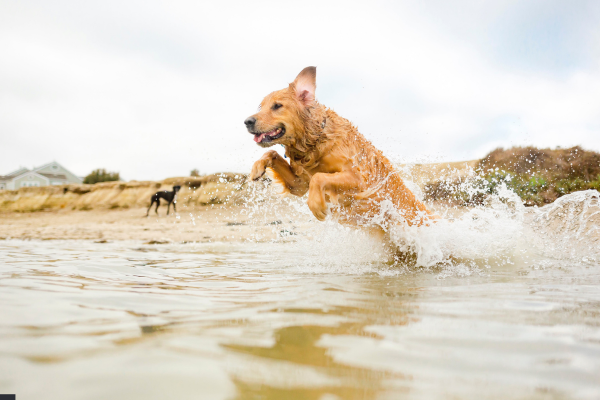 Attività Estive Sicure per il Tuo Cane: Divertimento senza Rischi Attività Estive Sicure per il Tuo Cane: Divertimento senza Rischi